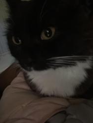 Lost Male Cat last seen Gaskin rd, Baldwinsville, NY 13027