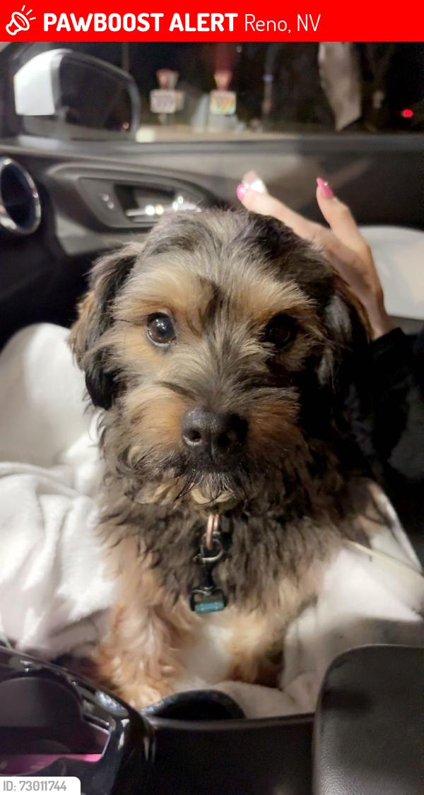 Lost Male Dog last seen newport lane and chisholm trail , Reno, NV 89506