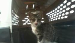 Shelter Stray Female Cat last seen CHARLOTTE, 8315 Byrum Dr, Charlotte, NC 28217, USA
