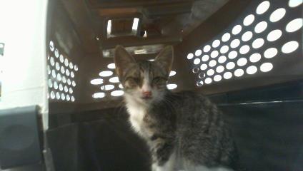Shelter Stray Female Cat last seen CHARLOTTE, 8315 Byrum Dr, Charlotte, NC 28217, USA