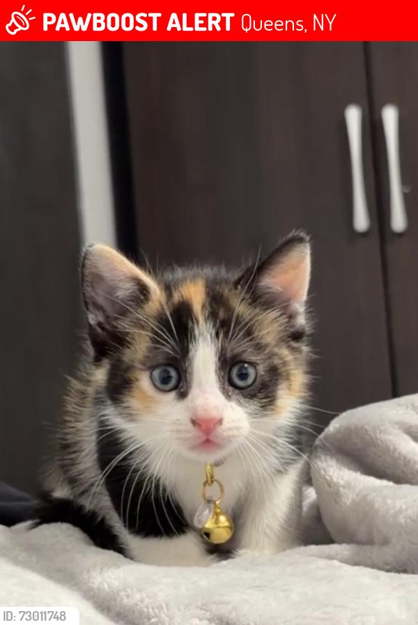 Lost Female Cat last seen 97st and 37thAve Corona Queens, Queens, NY 11368