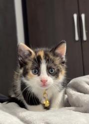 Lost Female Cat last seen 97st and 37thAve Corona Queens, Queens, NY 11368