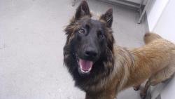 Shelter Stray Male Dog last seen AUTO RETURN ON BAYSHORE, 1419 Bryant St, San Francisco, CA 94103, USA