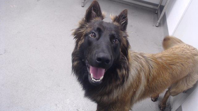 Shelter Stray Male Dog last seen AUTO RETURN ON BAYSHORE, 1419 Bryant St, San Francisco, CA 94103, USA
