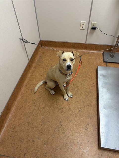 Shelter Stray Female Dog last seen SKANDER WY/ FLORINDA WY, 95828, 3839 Bradshaw Rd, Sacramento, CA 95827, USA