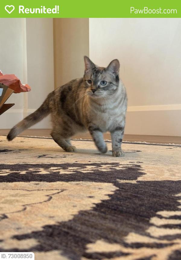 Reunited Female Cat last seen Front yard of 5595 Blue Ridge Dr, Yorba Linda, CA 92887
