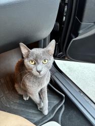 Lost Male Cat last seen S N st lake worth , Lake Worth Beach, FL 33460