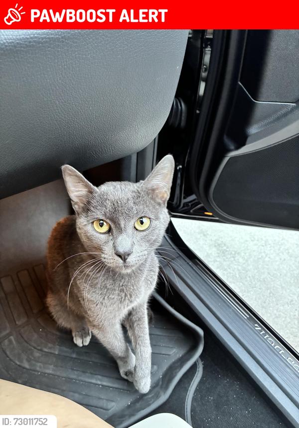 Lost Male Cat last seen S N st lake worth , Lake Worth Beach, FL 33460