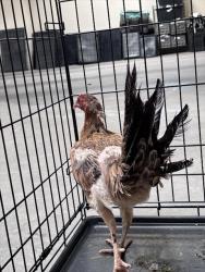 Shelter Stray Female Bird last seen Near BLOCK ARDEN ST, LAS VEGAS NV 89104, 655 N Mojave Rd, Las Vegas, NV 89101, USA