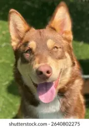 Lost Male Dog last seen bantom woods bend and woodland hills, Austin, TX 78724