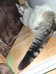 Lost Female Cat last seen Eastside shelter, Albuquerque, NM 87112