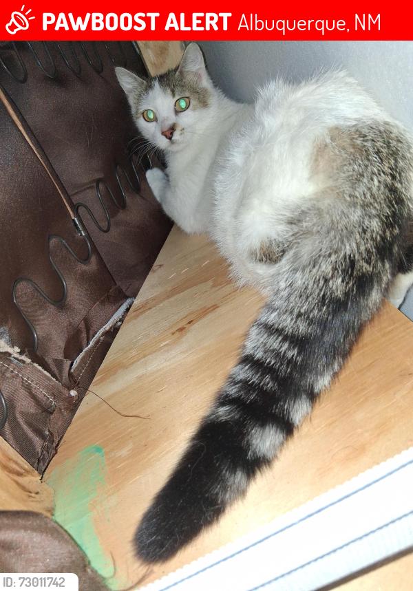 Lost Female Cat last seen Eastside shelter, Albuquerque, NM 87112