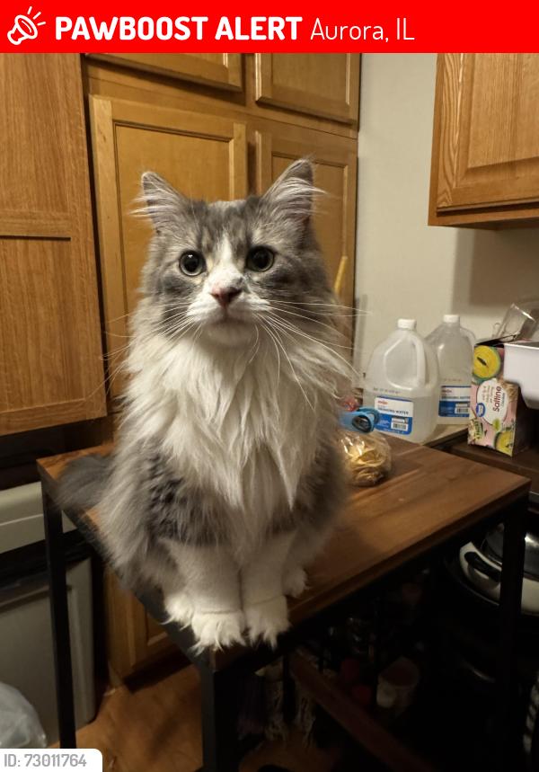 Lost Female Cat last seen Fox Valley Mall, Willow cndmniums, Aurora, IL 60504