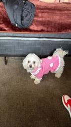 Lost Female Dog last seen Colfax, Denver, CO 80207