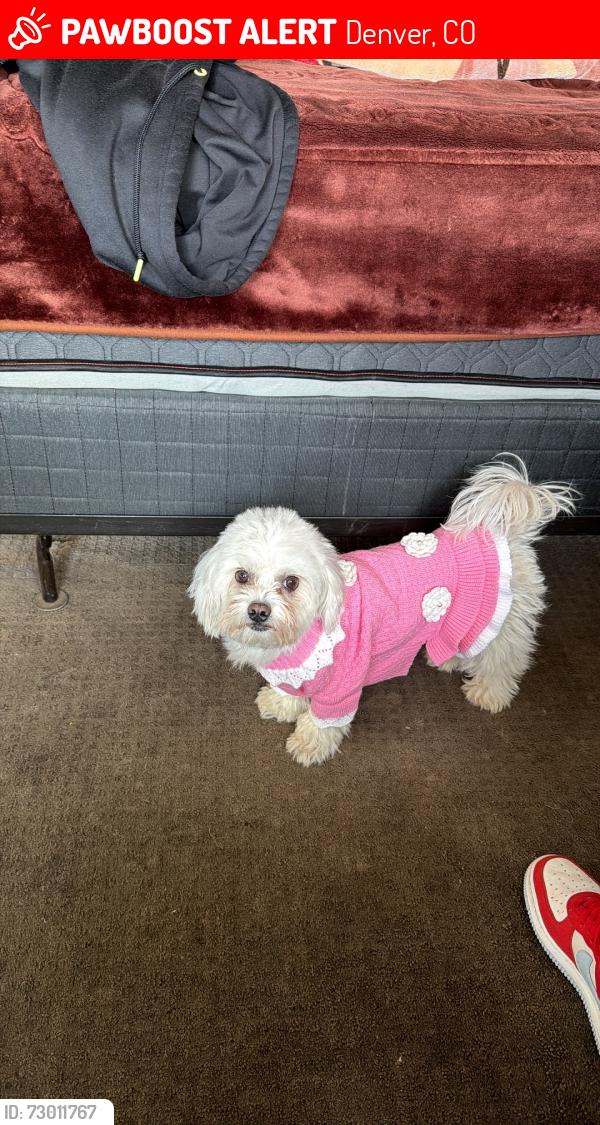Lost Female Dog last seen Colfax, Denver, CO 80207