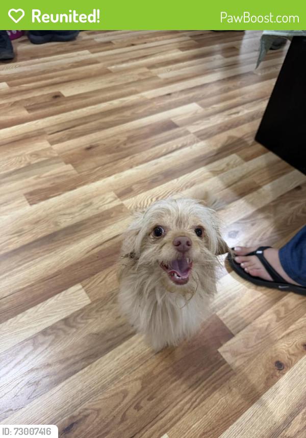 Reunited Male Dog last seen O’brien circle, Vallejo CA, Vallejo, CA 94589