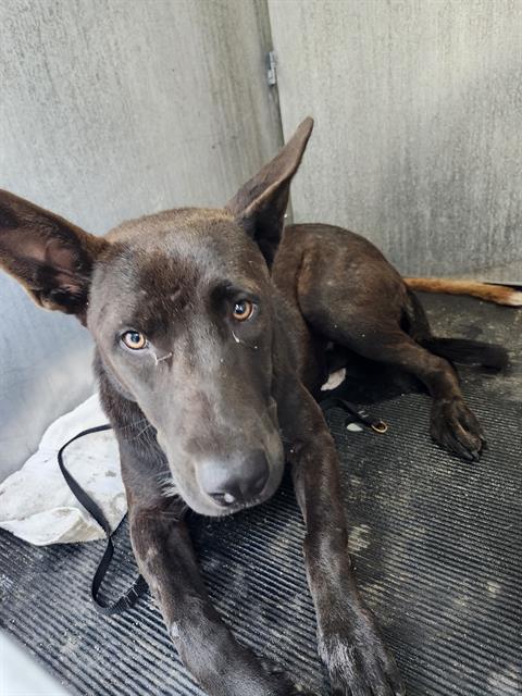 Shelter Stray Female Dog last seen W ASHBY PLACE, 4710 TX-151, San Antonio, TX 78227, USA