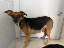 Shelter Stray Female Dog last seen FRONT ST & U ST, 2127 Front St, Sacramento, CA 95818, USA