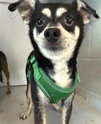 Shelter Stray Male Dog last seen FRONT ST & U ST, 2127 Front St, Sacramento, CA 95818, USA