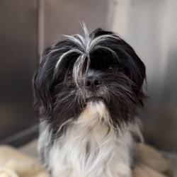 Shelter Stray Male Dog last seen El Segundo, Rancho Cordova, , 6201 Florin Perkins Rd, Sacramento, CA 95828, USA