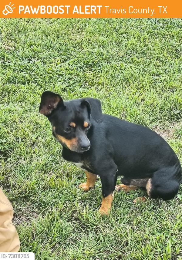 Found/Stray Male Dog last seen paleface ranch road and cox crossing, Travis County, TX 78669