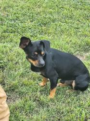 Found/Stray Male Dog last seen paleface ranch road and cox crossing, Travis County, TX 78669