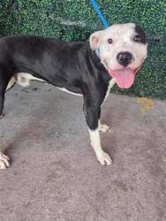 Shelter Stray Male Dog last seen Near JEFFERSON, CITY of El Paso, TX, 5001 Fred Wilson Ave, El Paso, TX 79906, USA