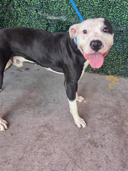 Shelter Stray Male Dog last seen Near JEFFERSON, CITY of El Paso, TX, 5001 Fred Wilson Ave, El Paso, TX 79906, USA
