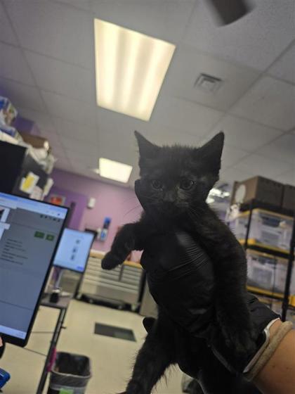 Shelter Stray Female Cat last seen Near Adolphus Ave, CITY of El Paso, TX, 5001 Fred Wilson Ave, El Paso, TX 79906, USA