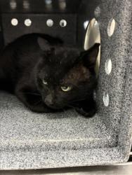 Shelter Stray Unknown Cat last seen Near Grange Ct, County/Unicorporated, NC, 1491 Business Park Ct, Gastonia, NC 28052, USA