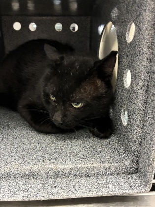 Shelter Stray Unknown Cat last seen Near Grange Ct, County/Unicorporated, NC, 1491 Business Park Ct, Gastonia, NC 28052, USA