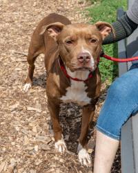 Shelter Stray Female Dog last seen Near Covington Drive Decatur, 30032, 30032, GA, 3280 Chamblee Dunwoody Rd, Chamblee, GA 30341, USA