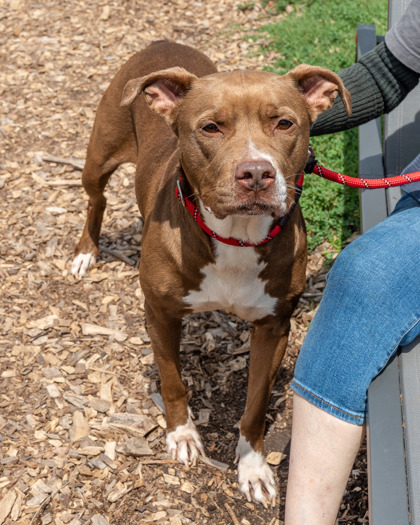 Shelter Stray Female Dog last seen Near Covington Drive Decatur, 30032, 30032, GA, 3280 Chamblee Dunwoody Rd, Chamblee, GA 30341, USA