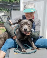 Shelter Stray Male Dog last seen Near EASTBRIAR DRIVE Lithonia, 30058, 30058, GA, 3280 Chamblee Dunwoody Rd, Chamblee, GA 30341, USA