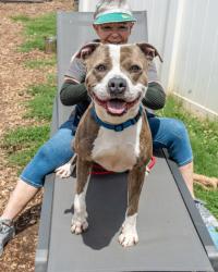 Shelter Stray Male Dog last seen Near Buford Hwy NE, Atlanta, GA 30329, 30329, GA, 3280 Chamblee Dunwoody Rd, Chamblee, GA 30341, USA