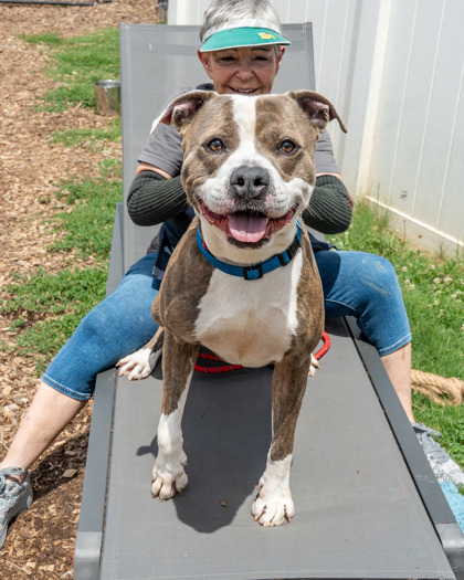 Shelter Stray Male Dog last seen Near Buford Hwy NE, Atlanta, GA 30329, 30329, GA, 3280 Chamblee Dunwoody Rd, Chamblee, GA 30341, USA