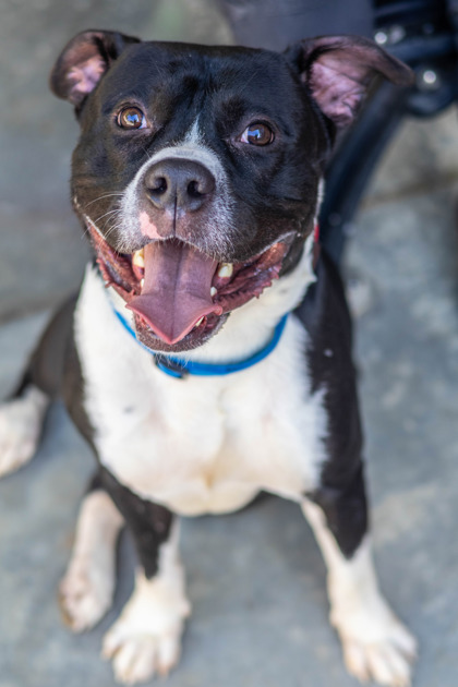 Shelter Stray Male Dog last seen Near Hunters Glen Drive, 30083, GA, 3280 Chamblee Dunwoody Rd, Chamblee, GA 30341, USA