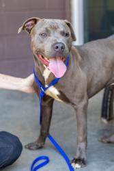 Shelter Stray Male Dog last seen Meadowdale Park, 3569 Larkspur Decatur, 30032, 30032, GA, 3280 Chamblee Dunwoody Rd, Chamblee, GA 30341, USA