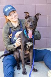 Shelter Stray Male Dog last seen Bouldercrest Rd and Constitution Rd Atlanta, 30316, 30316, GA, 3280 Chamblee Dunwoody Rd, Chamblee, GA 30341, USA