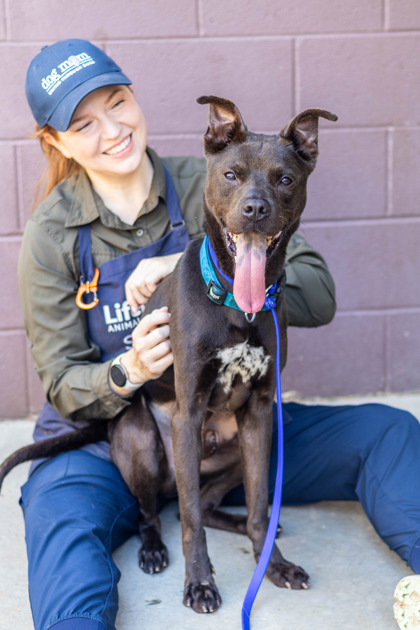 Shelter Stray Male Dog last seen Bouldercrest Rd and Constitution Rd Atlanta, 30316, 30316, GA, 3280 Chamblee Dunwoody Rd, Chamblee, GA 30341, USA