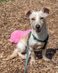 Shelter Stray Female Dog last seen Near N Hairston Rd Stone Mountain, 30083, 30083, GA, 3280 Chamblee Dunwoody Rd, Chamblee, GA 30341, USA