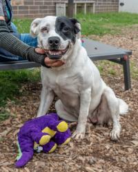 Shelter Stray Female Dog last seen Near Gossett Ct Lithonia, 30058, 30058, GA, 3280 Chamblee Dunwoody Rd, Chamblee, GA 30341, USA