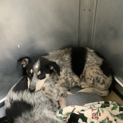 Shelter Stray Female Dog last seen Near Nixon St., Central District, TX, 355 Hillshire Dr, Haslet, TX 76052, USA