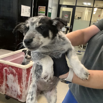 Shelter Stray Female Dog last seen Near Nixon St., Central District, TX, 355 Hillshire Dr, Haslet, TX 76052, USA