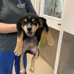 Shelter Stray Male Dog last seen Near Nixon St., Central District, TX, 355 Hillshire Dr, Haslet, TX 76052, USA