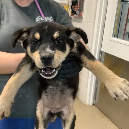 Shelter Stray Female Dog last seen Near Nixon St., Central District, TX, 355 Hillshire Dr, Haslet, TX 76052, USA