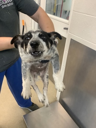 Shelter Stray Male Dog last seen Near Nixon St., Central District, TX, 355 Hillshire Dr, Haslet, TX 76052, USA