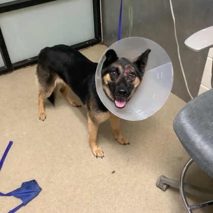 Shelter Stray Female Dog last seen Near Ladytown Ln., South District, TX, 355 Hillshire Dr, Haslet, TX 76052, USA