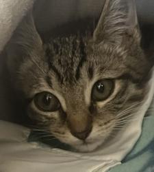 Shelter Stray Male Cat last seen Champion Oaks Drive and Vista Creek Drive, Roseville City, CA, 200 Tahoe Ave, Roseville, CA 95678, USA
