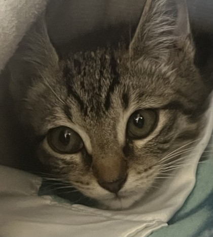 Shelter Stray Male Cat last seen Champion Oaks Drive and Vista Creek Drive, Roseville City, CA, 200 Tahoe Ave, Roseville, CA 95678, USA